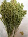 Silberhirse "classic" halbreif 1 kg VORBESTELLUNG